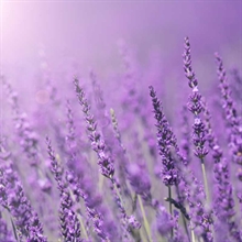 Flor de lavanda | 